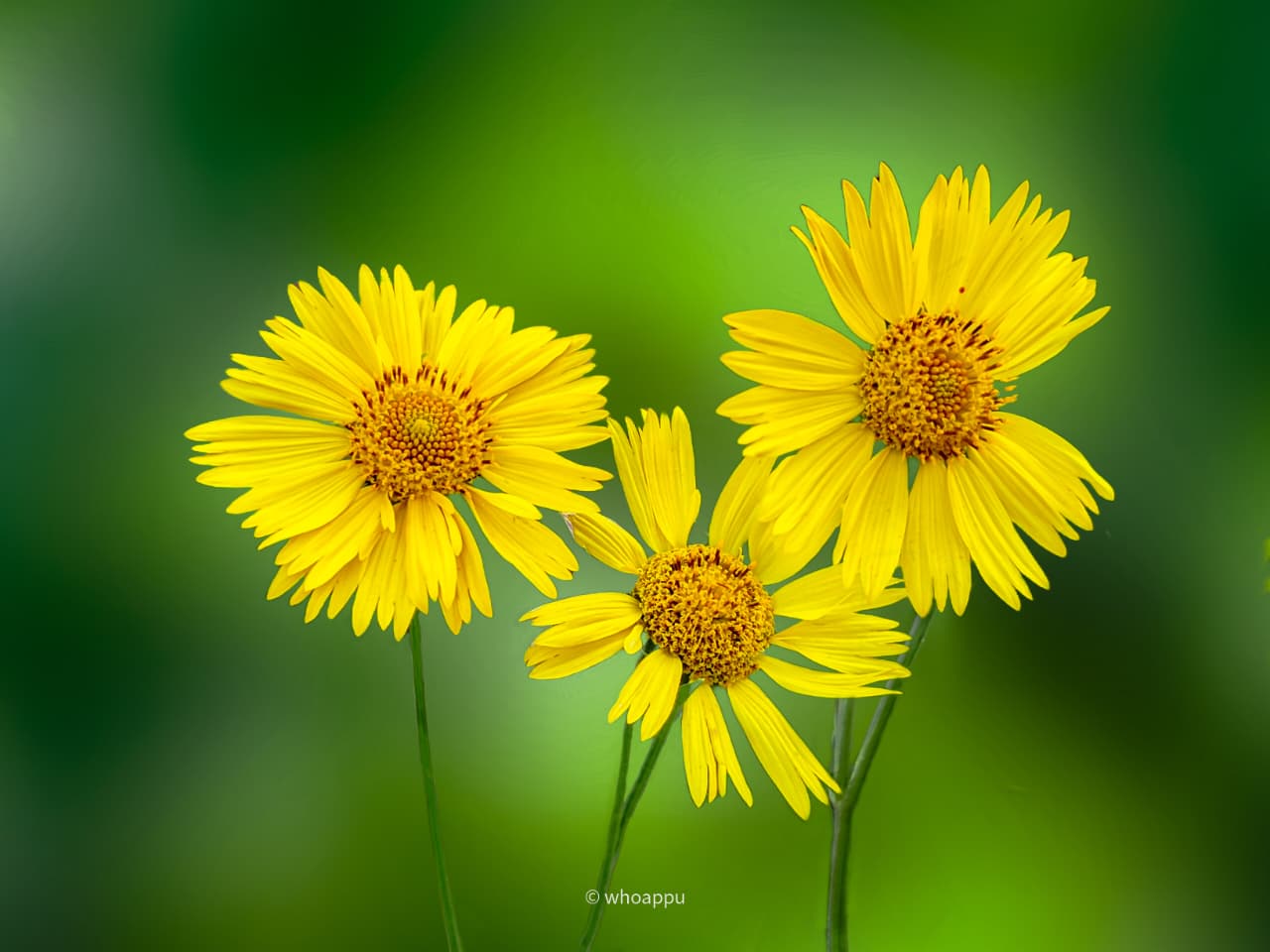 Floral Photography