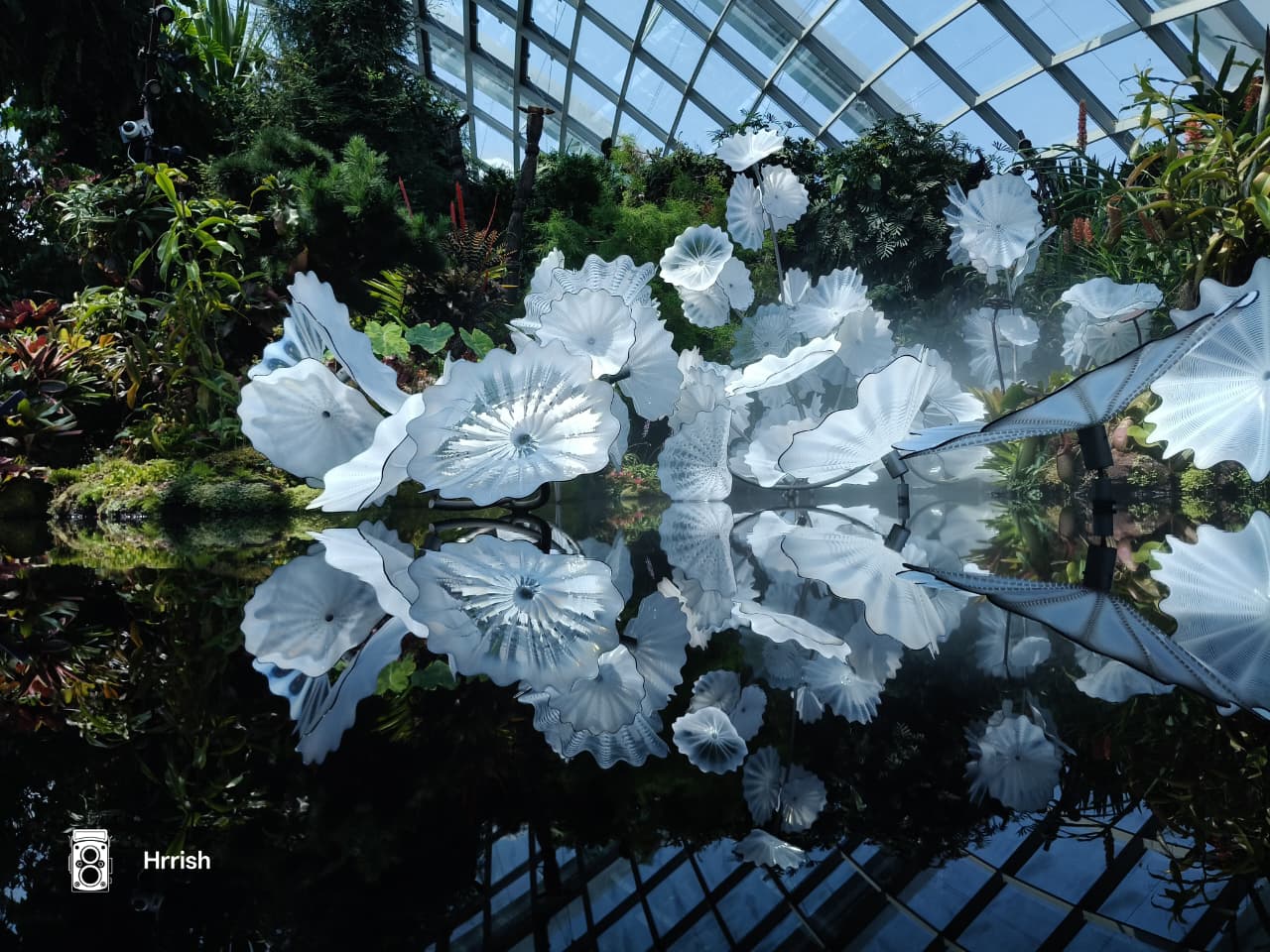 Petal Dreams