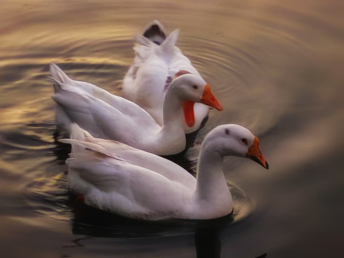 Wildlife swan